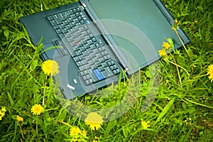 Laptop and dandelions