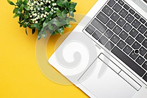 Laptop and green plant on a yellow background, concept of online learning