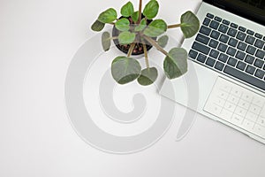 laptop and plant, top view, copy space