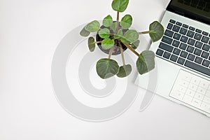 laptop and plant, top view, copy space