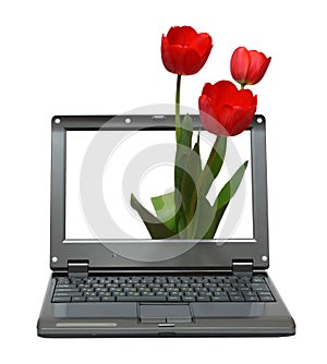 Laptop with tulips bouquet