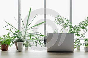 Laptop window greens plant greenhouse workplace online meeting houseplant shopping sale