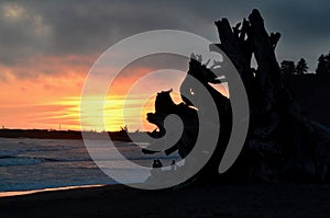 Lapush Sunset, Baby2! Hikers & Driftwood Silhouettes at Beach 1, LaPush,Washington