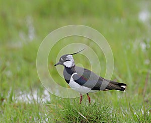 Lapwing photo