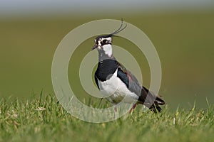 Lapwing photo