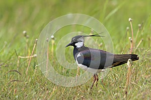 Lapwing