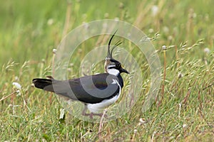 Lapwing