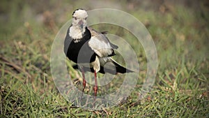 Lapwing bird fluffed out in Chobe National Park
