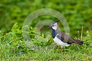 Lapwing bird on the grass