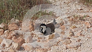 A Lapwing Bird Sitting in a Hatching Among The Stones on The Ground And Warming Her Eggs