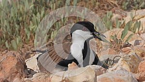 A Lapwing Bird Sitting in a Hatching Among The Stones on The Ground And Warming Her Eggs