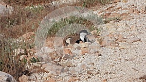 A Lapwing Bird Sitting in a Hatching Among The Stones on The Ground And Warming Her Eggs