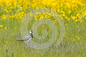 Lapwing bird vanellus vanellus standing in green grassland