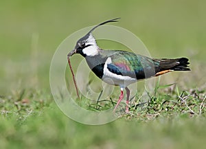 Lapwing in breeding plumage with worm in beak