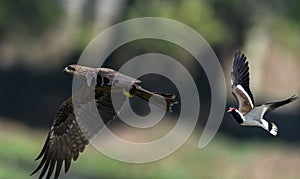 Lapwing chasing kite