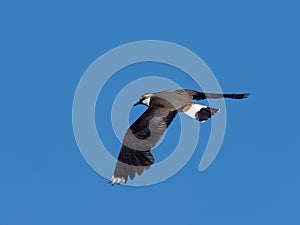 Lapwing in flight - Vanellus vanellus