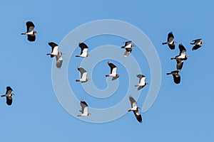 Lapwing flock vanellus vanellus in flight in sunny blue sky