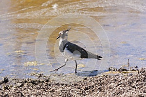 Lapwing in a lagoon