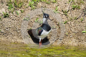 lapwing marsh bird with tuft on the head bright colors in the sun