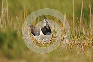 Lapwing on nest with eggs