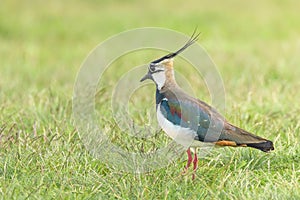 Lapwing, Northern Lapwing in the grass Vanellus vanellus Peewit