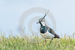 Lapwing, Northern Lapwing in the grass Vanellus vanellus Peewit