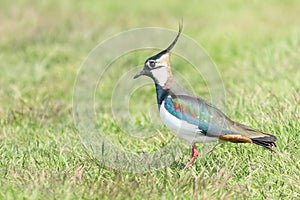 Lapwing, Northern Lapwing in the grass Vanellus vanellus Peewit