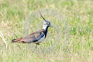 Lapwing, Northern Lapwing in the grass Vanellus vanellus Peewit