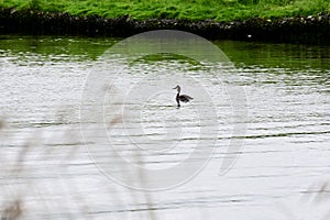 Lapwing on River Yare at Surlingham, Nprfolk Broads, England, UK.