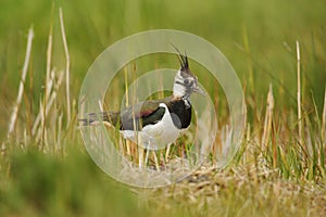 Lapwing in sedge