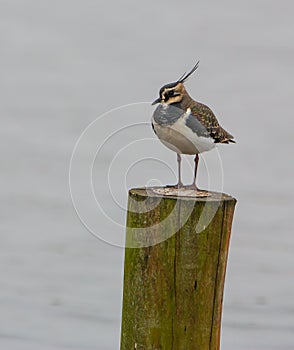 Lapwing on stake