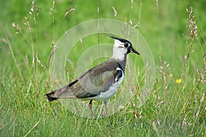 Lapwing standing in rough pasture