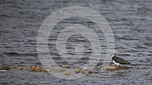 Lapwing on stones in a lake, Norfolk