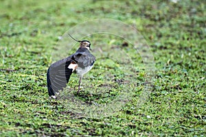 Lapwing Vanellus vanellus feigning a wing injury