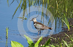 Lapwing Vanellus vanellus on the river