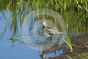 Lapwing Vanellus vanellus on the river