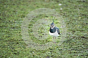 Lapwing Vanellus vanellus