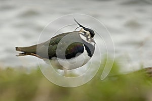 Lapwing - Vanellus vanellus