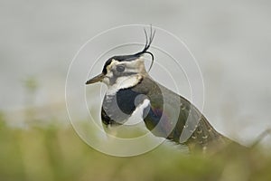 Lapwing - Vanellus vanellus