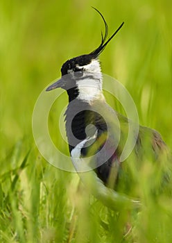 Lapwing - (Vanellus vanellus)