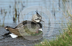 A Lapwing, Vanellus vanellus, having a bath in a waterlogged meadow.