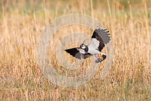 Lapwing vanellus vanellus landing with spread wings in reed