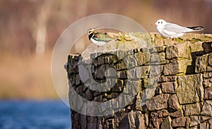 Lapwing (Vanellus Vanellus) perching on a stone wall in winter, UK