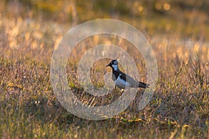 Lapwing vanellus vanellus standing in reed meadow in morning light