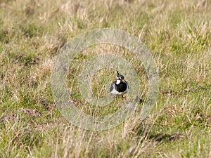 Lapwing walking in moorland grass