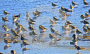 Lapwings stand guard over a flock of Golden Plover at RSPB Barnsley Old Moor.