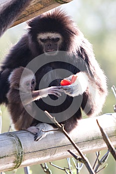 Lar Gibbon photo