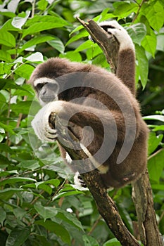 Lar Gibbon photo