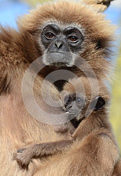 Lar Gibbon with baby photo