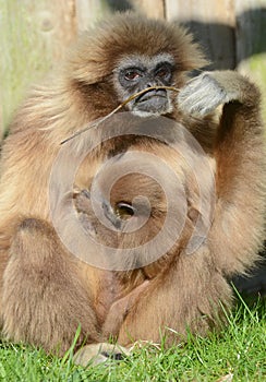Lar Gibbon with baby
